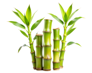 bamboo isolated on white background. PNG Transparent file type with high definition quality And vibrant color grading Available.