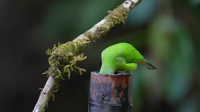 Blue-winged Leafbird ( Chloropsis cochinchinensis) female  bird on a branch