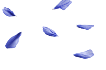a group of blue flowers floating in the air