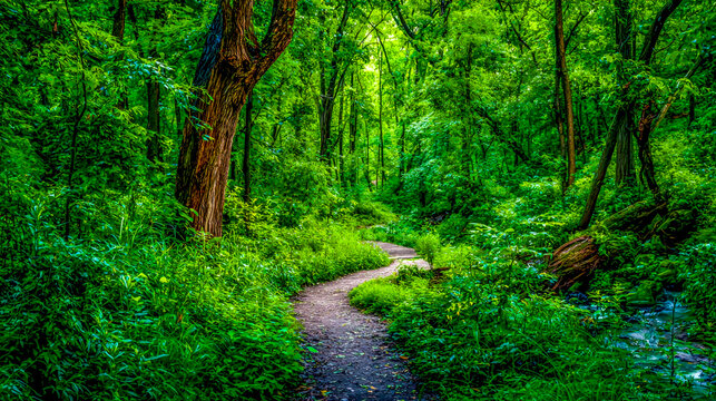 ush green forest with walking trail