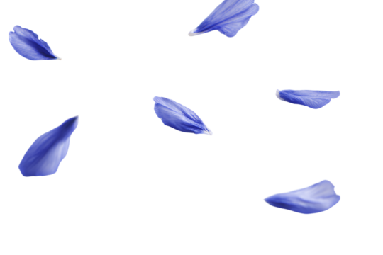 a group of blue flowers floating in the air