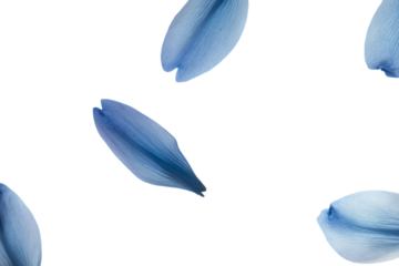 a group of blue flowers floating in the air