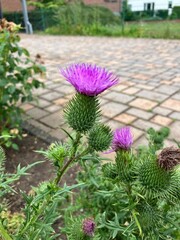 flowers in the garden Kratzdistel