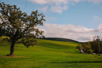 Scenic landscape featuring rolling green fields and a solitary tree on a sunny day in the countryside