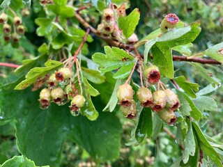 white currant bush