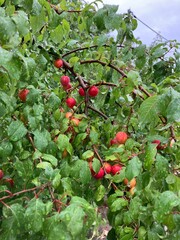 red currant bush
