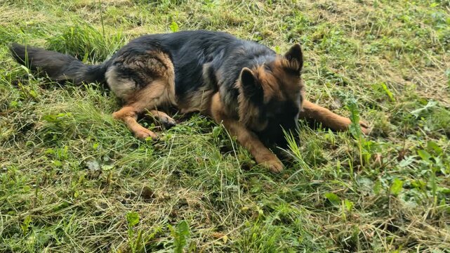 German Shepherd Nature Relaxation Scene