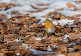 robin on snow