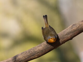 robin on a branch