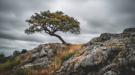 Solitary tree on rocky hill, dramatic sky. Serene nature scene. Ideal for websites, print, and social media.