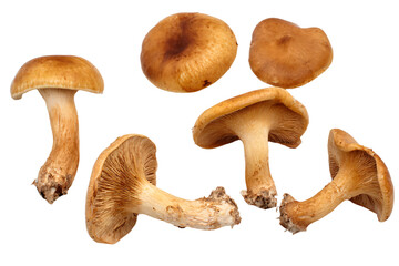 Fototapeta premium a group of mushrooms on a white background