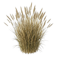 Dry Grass Bush isolated on white transparent background, PNG 