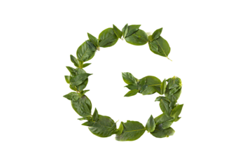 a green leafy letter g is shown