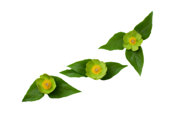 a group of green flowers with leaves on a white surface