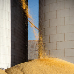 Soybean storage facility in Sorriso, Mato Grosso, Brazil, with grain being transferred between...
