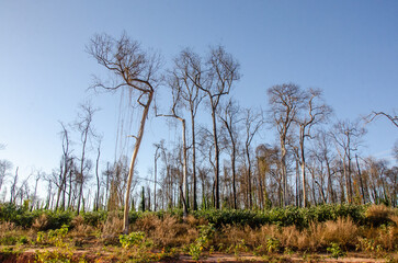 Burned trees regenerating in the cerrado of mid-northern Mato Grosso, Brazil, after a forest fire,...