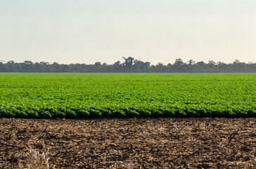 Soybean field growing after sugarcane harvest in northern Mato Grosso, Brazil, showcasing...