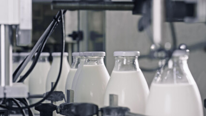Conveyor belt transporting glass bottles of milk