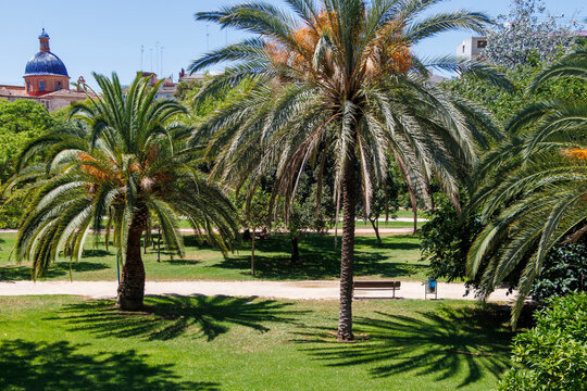 Lush green park featuring tall palm trees and a sunny blue sky in a serene setting, perfect for relaxation or outdoor activities during daytime.