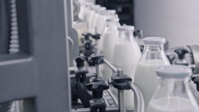 Milk bottles moving on conveyor belt in dairy