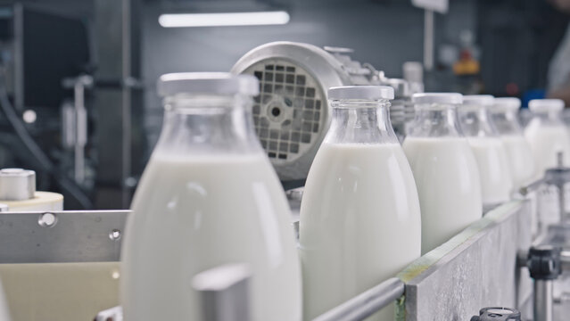 Glass bottles of milk moving on conveyor belt in