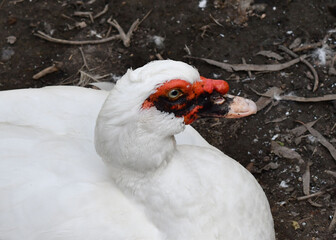 Pato selvagem 