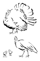 Tom turkey, hen turkey and poults, poultry farm animals with their baby, light and shadow vector illustration for education materials, children book, veterinary content and farm themed content