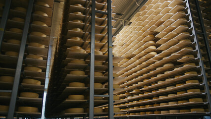 Wheels of cheese aging on wooden shelves in a