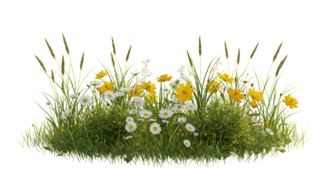 A high-angle ultra-realistic UHD photograph of a vibrant miniature meadow with white daisies, yellow cosmos, green grass, and bushes, against a bright white background under soft golden hour light.
