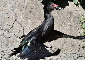 Pato selvagem 