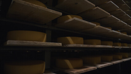 Wheels of cheese ripening on wooden shelves in