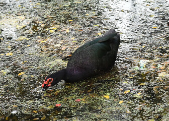 Pato selvagem 