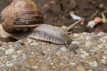 Snail crawling on rough concrete surface
