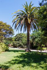 A tall palm tree stands majestically in a sunny park surrounded by lush greenery. The clear blue sky creates a serene atmosphere perfect for relaxation.