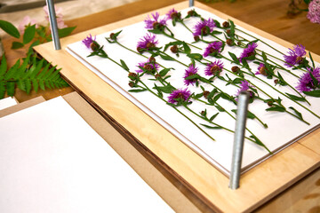 Bright purple wildflowers arranged in a flower press, ready for drying. Aesthetic top view of the...
