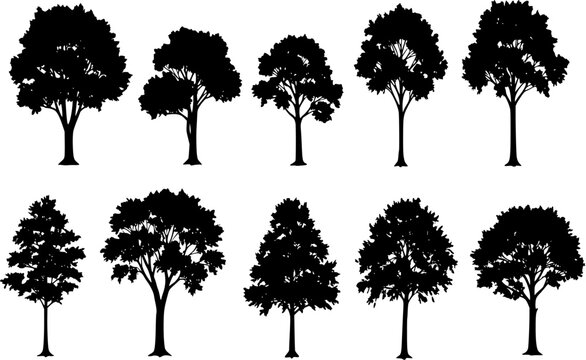 Green trees silhouettes set. Vector hand drawn isolated illustrations of different trees
