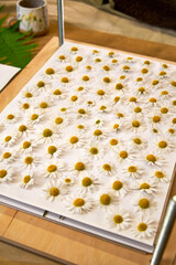 Chamomile flowers neatly arranged on paper and pressed in a botanical flower press. DIY herbarium...