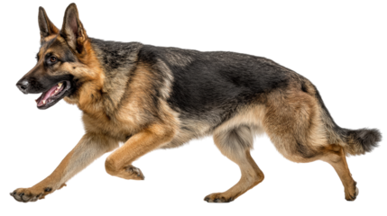 German Shepherd Dog Running with Determination and Focus in Outdoor Environment