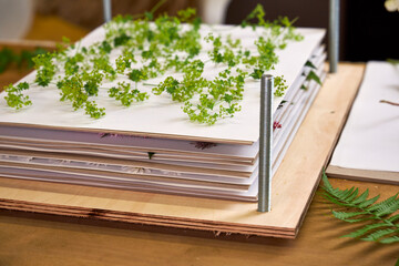 Close-up of a wooden flower press filled with layers of paper and green wildflowers. A step in botanical preservation and slow craft making