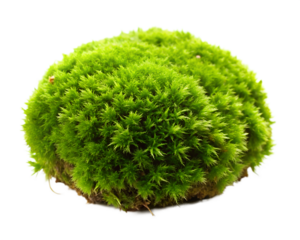 green grass  isolated on white background. PNG Transparent file type with high definition quality And vibrant color grading Available.