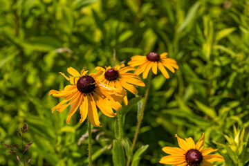 Close-up of yellow Black-eyed Susan flowers (Rudbeckia hirta) in summer sunlight. Natural imperfections add charm, with a green background highlighting the bloom’s warm seasonal beauty.