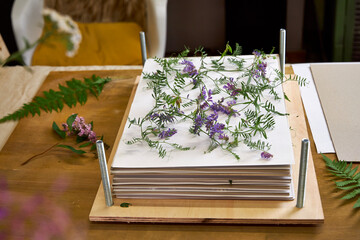 Delicate purple wildflowers arranged between sheets in a wooden flower press. A botanical drying step captured from above in a home workshop