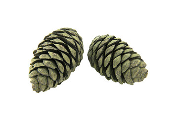 two pine cones are shown on a white surface