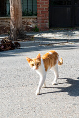 Fototapeta premium ginger cat walking along the road in Istanbul. High quality photo
