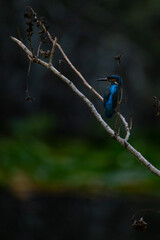 The Kingfisher (Alcedo atthis) blue wild bird, Esposende, Portugal.