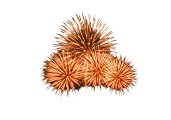Vibrant orange and yellow fireworks captured mid-explosion with radiating sparks and luminous lines, presented as a standalone object against a transparent background, commercial photoshoot aesthetic,