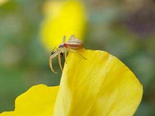 the little spider caught the prey