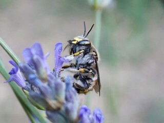 a bug on a lavender flower