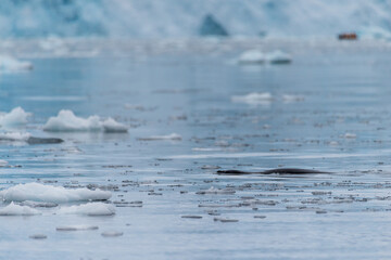 Telephoto of a hunting leopard seal - Hydrurga leptonyx, near Danco Island, on the Antarctic Peninsula