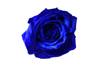 a blue rose is shown against a white background